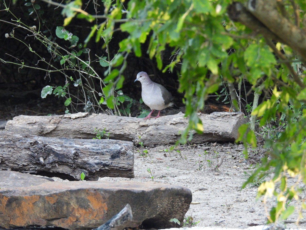 White-tipped Dove - ML647735570