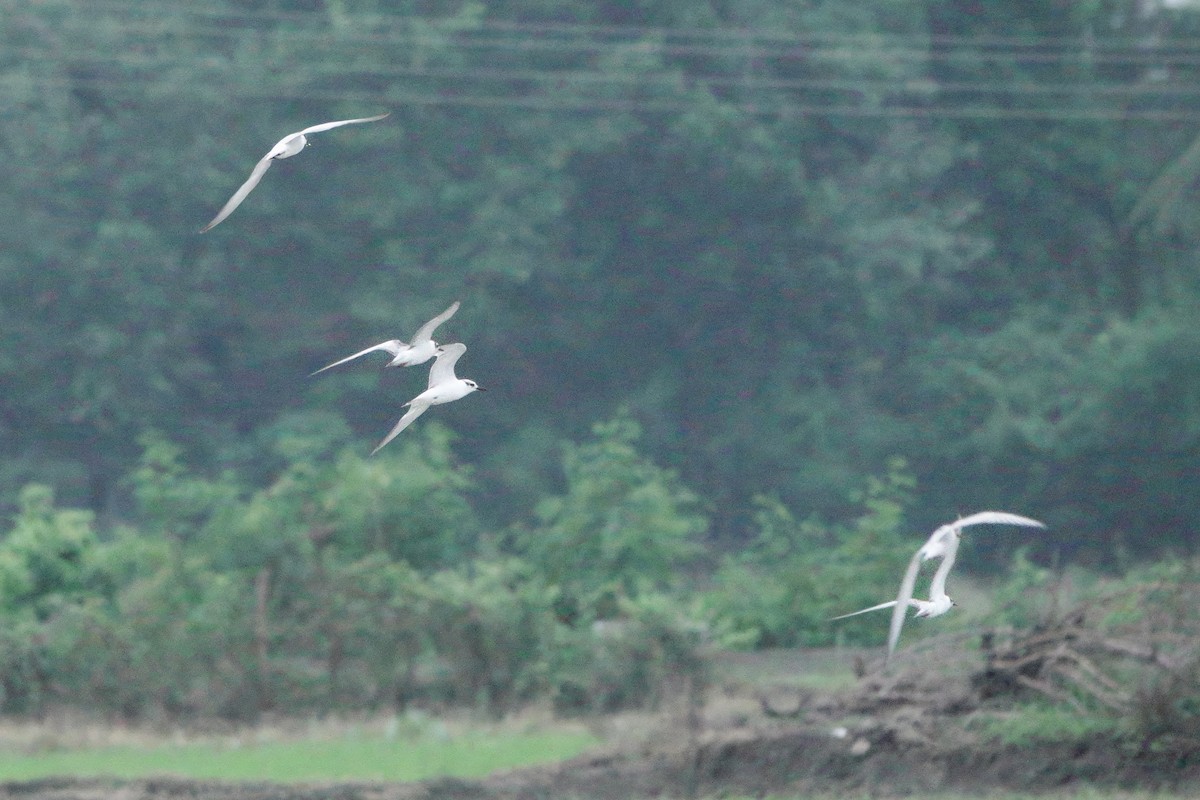 Whiskered Tern - ML647735572