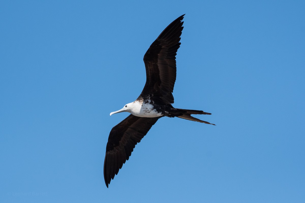 Magnificent Frigatebird - ML647735573