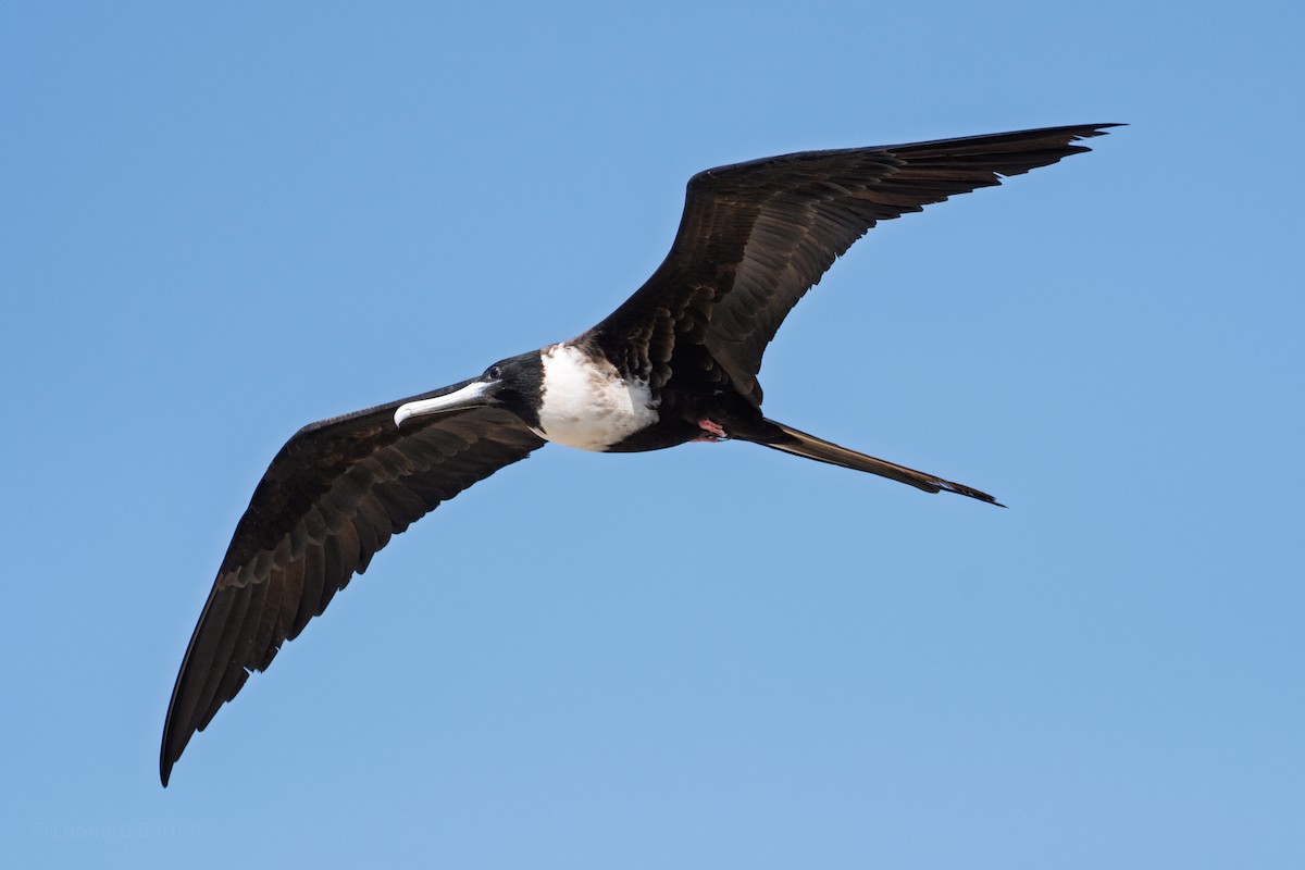 Magnificent Frigatebird - ML647735574