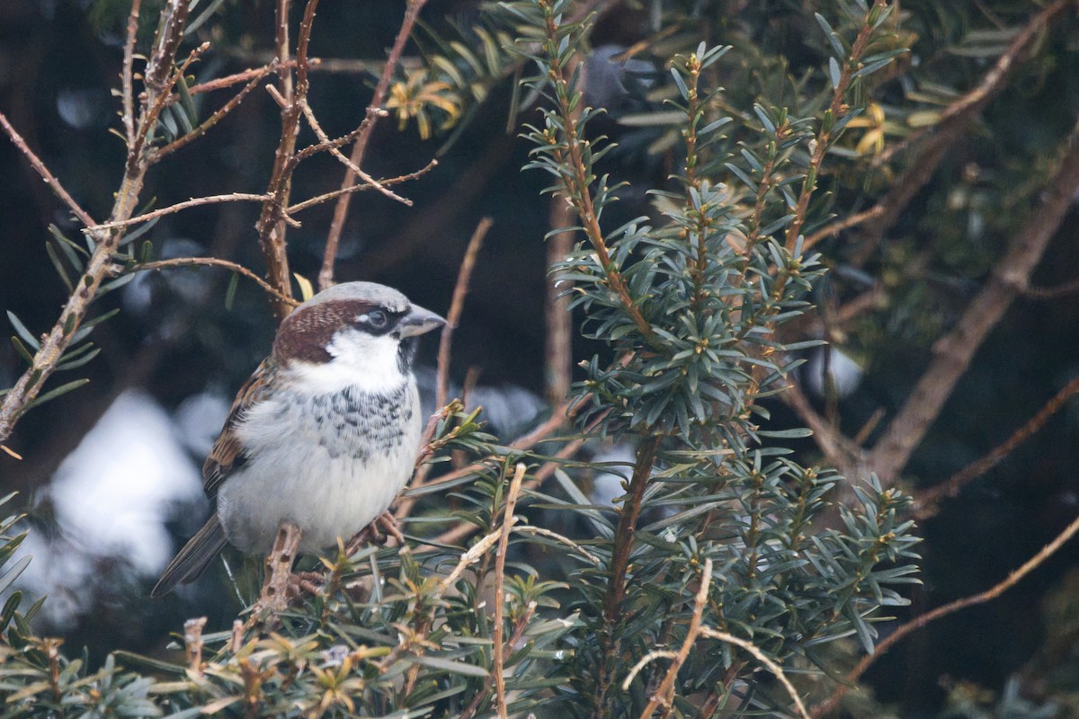 House Sparrow - ML647735575