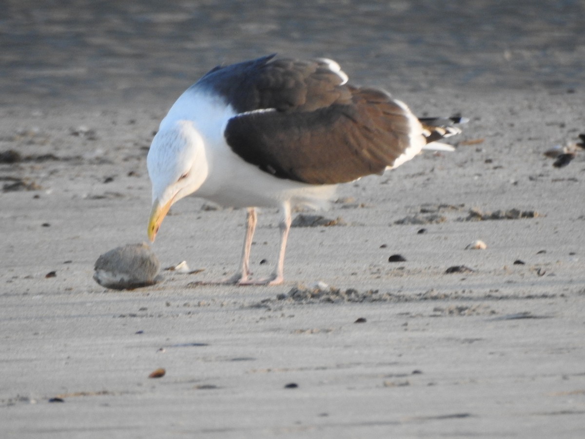 Büyük Kara Sırtlı Martı - ML647735576