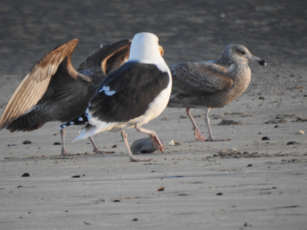 Büyük Kara Sırtlı Martı - ML647735577