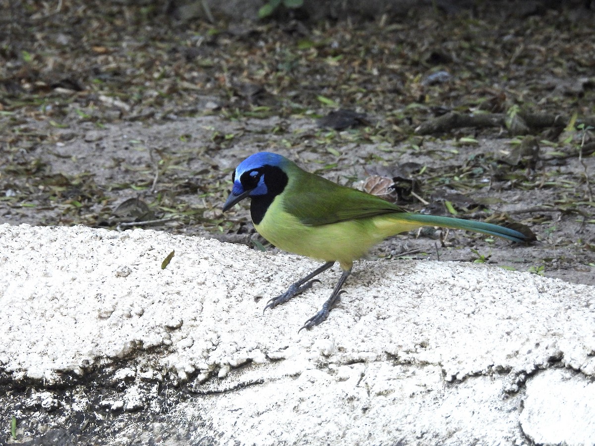 Green Jay - ML647735578