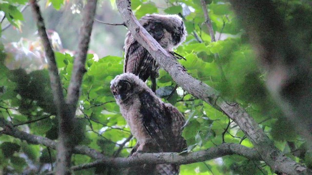 Гималайская неясыть - ML647735579