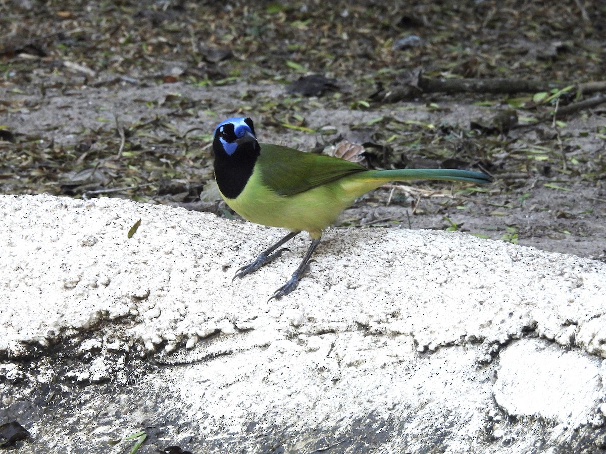 Green Jay - ML647735580