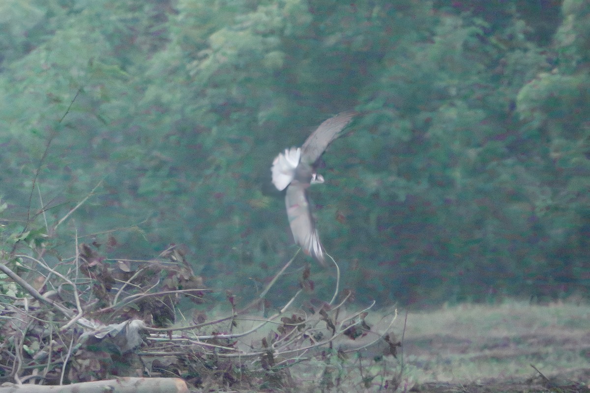White-winged Tern - ML647735581