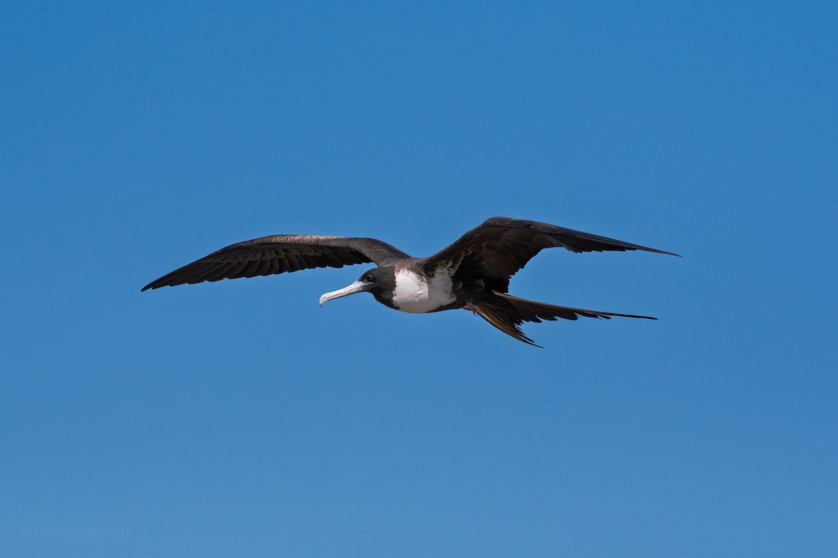 Magnificent Frigatebird - ML647735582