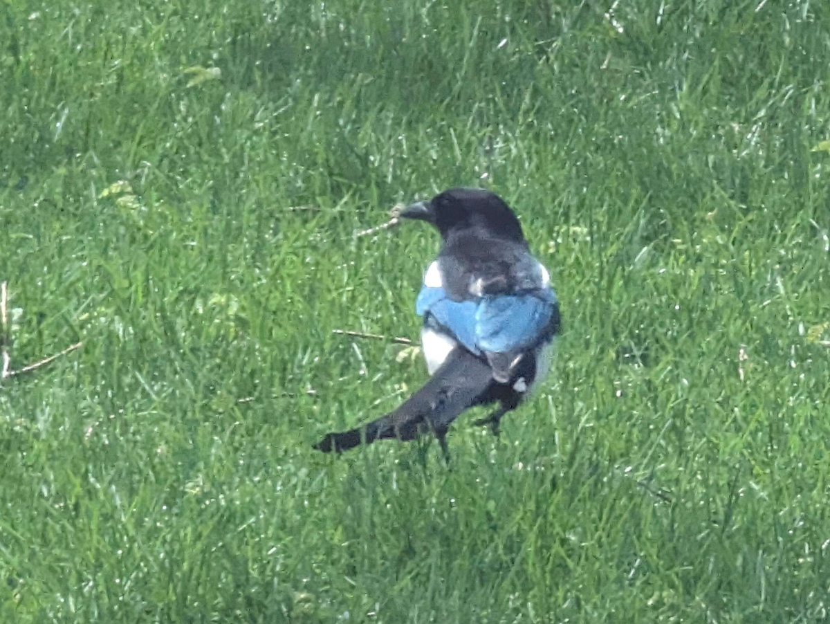 Black-billed Magpie - ML647735583