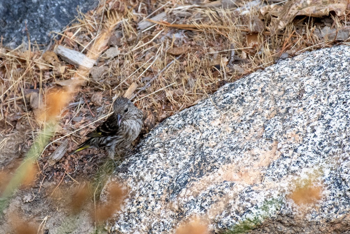 Pine Siskin - ML647735585