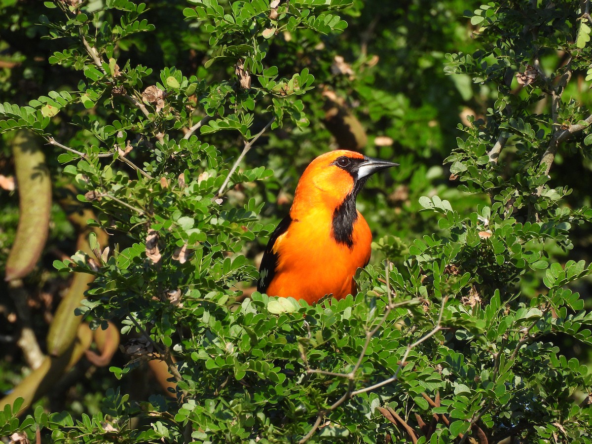 Altamira Oriole - ML647735588