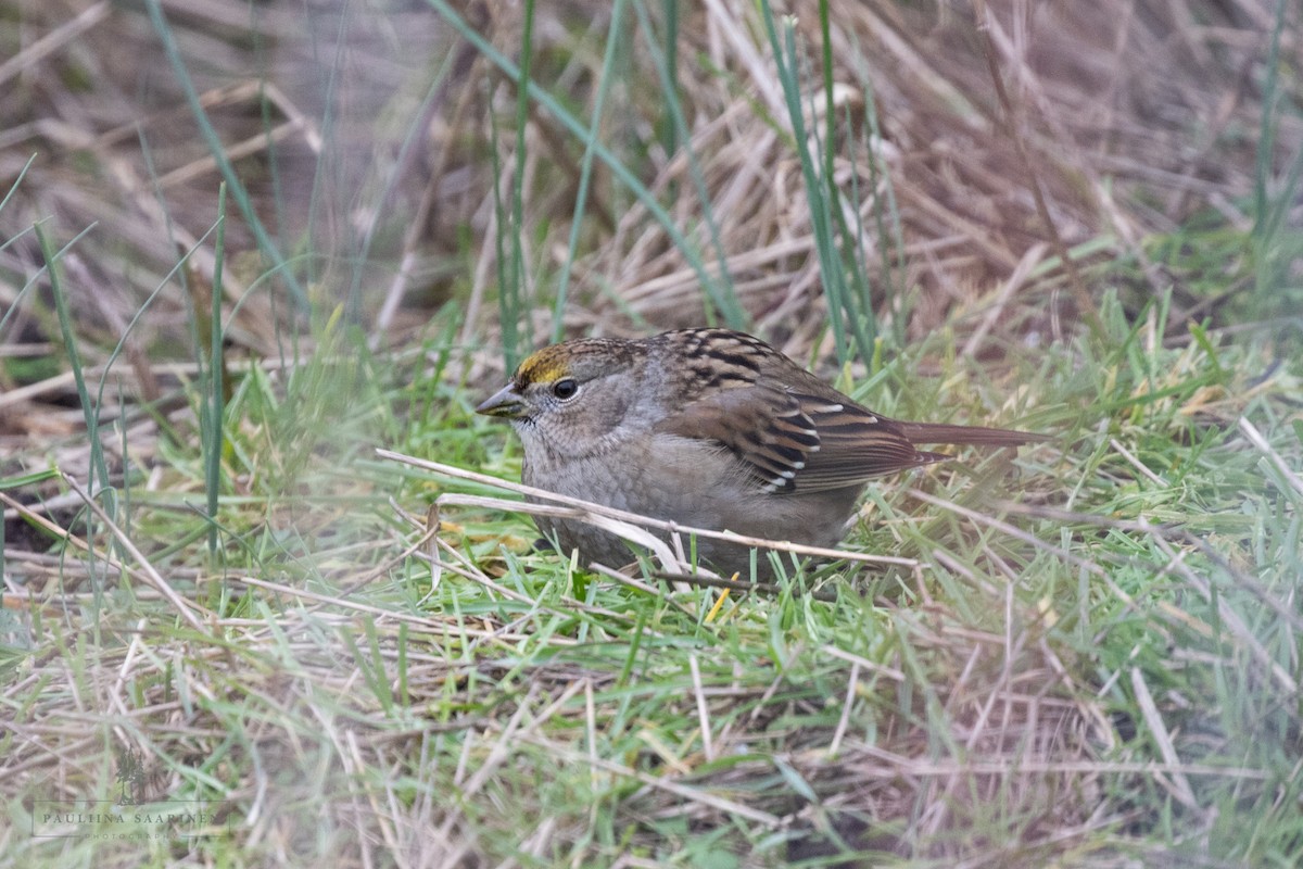 Golden-crowned Sparrow - ML647735589