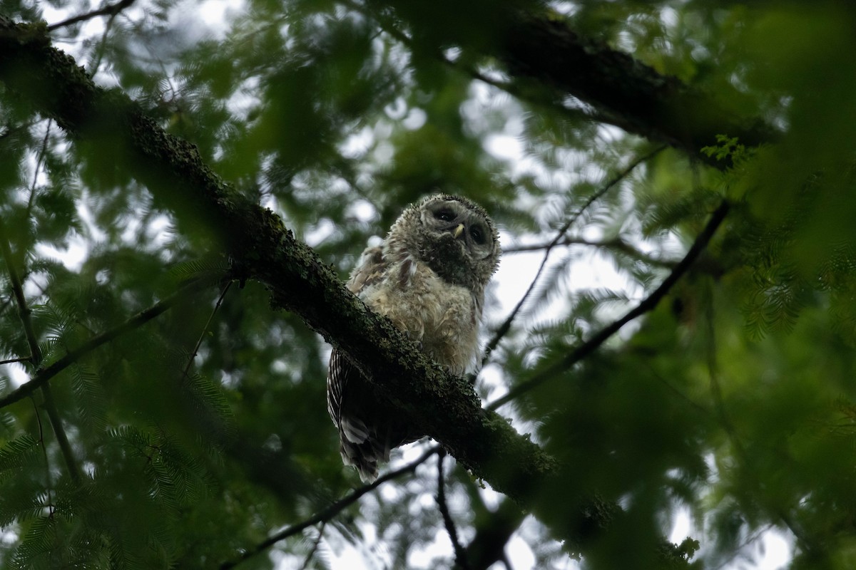 Barred Owl - ML647735591