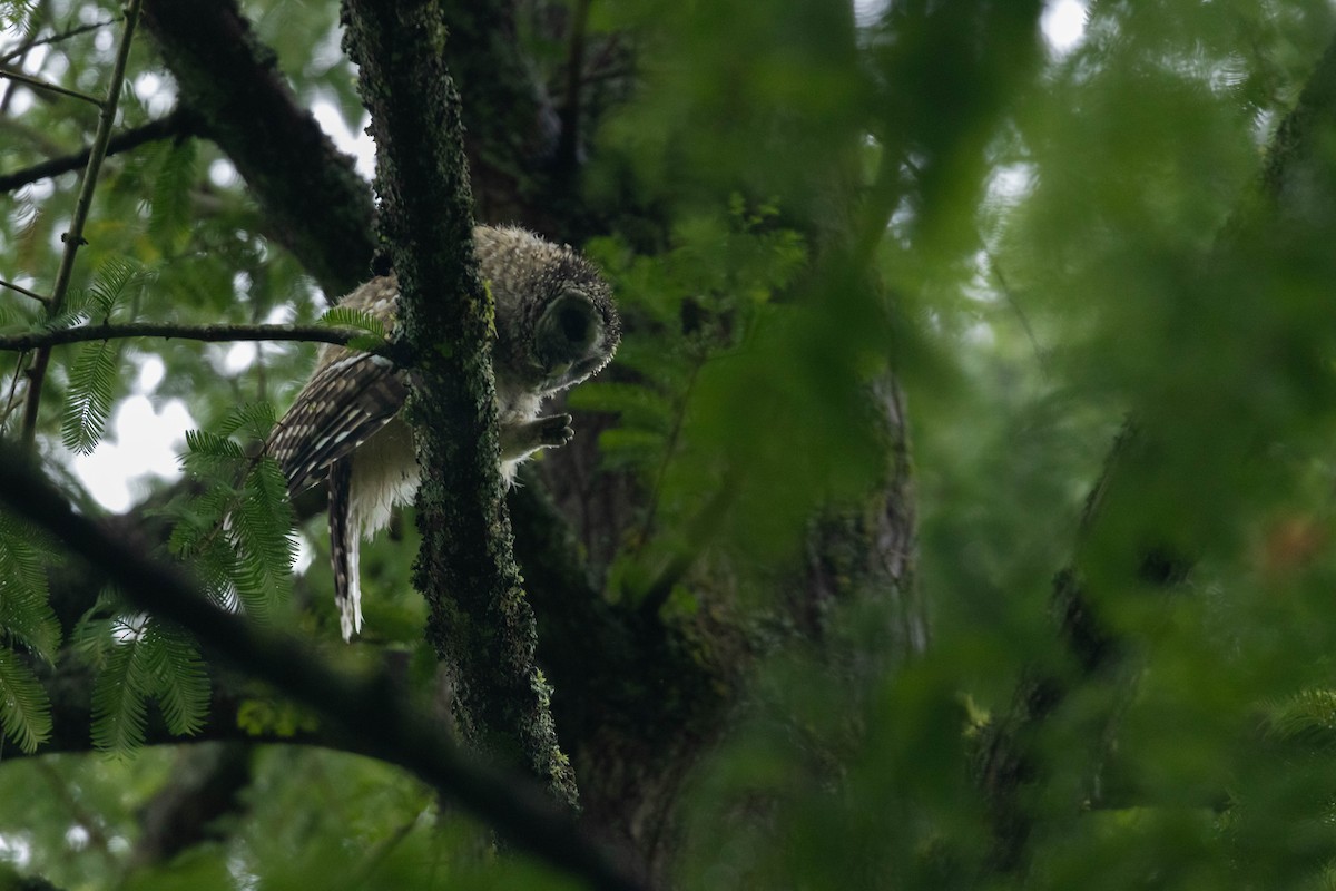 Barred Owl - ML647735592
