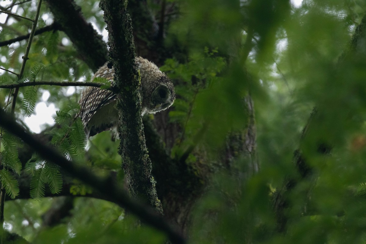 Barred Owl - ML647735593