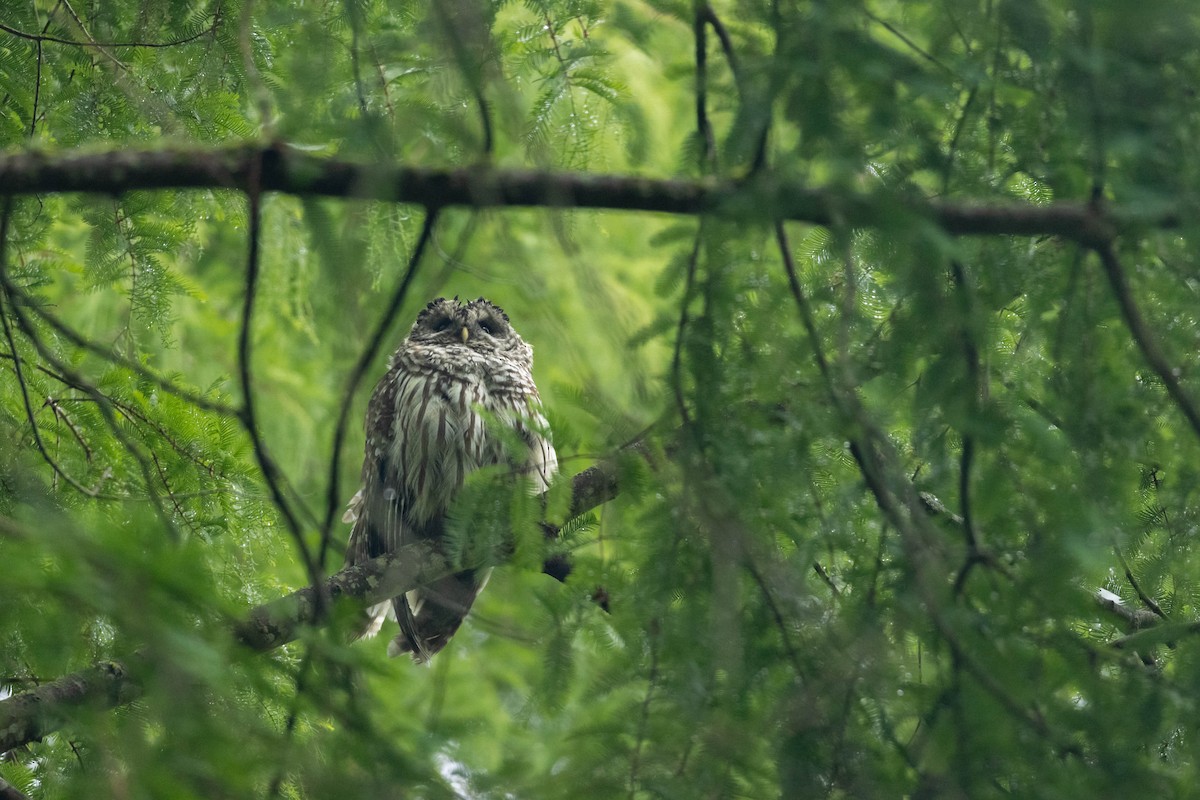 Barred Owl - ML647735594