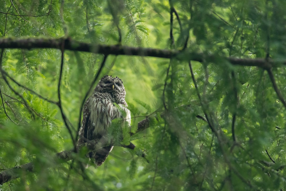 Barred Owl - ML647735595