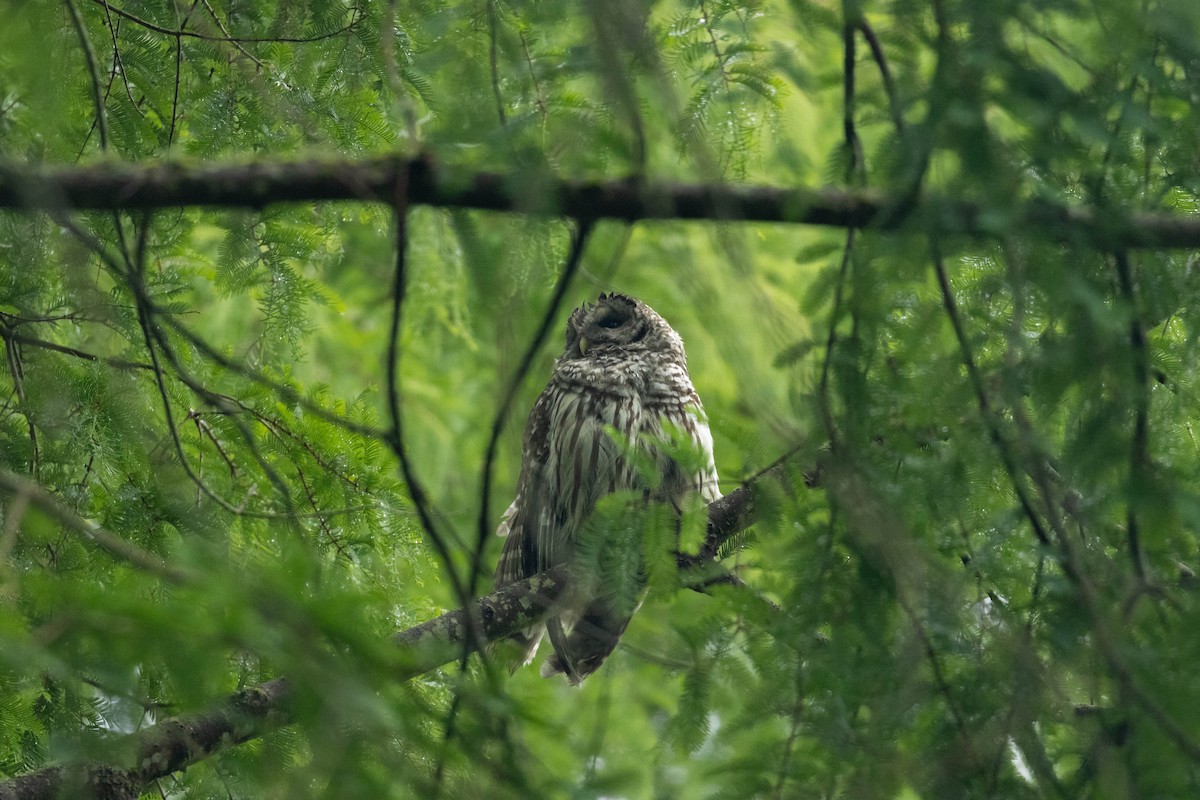Barred Owl - ML647735596