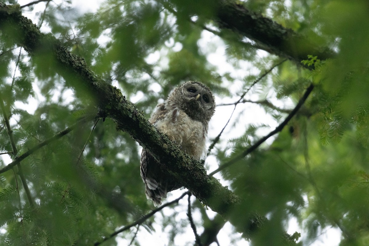 Barred Owl - ML647735597