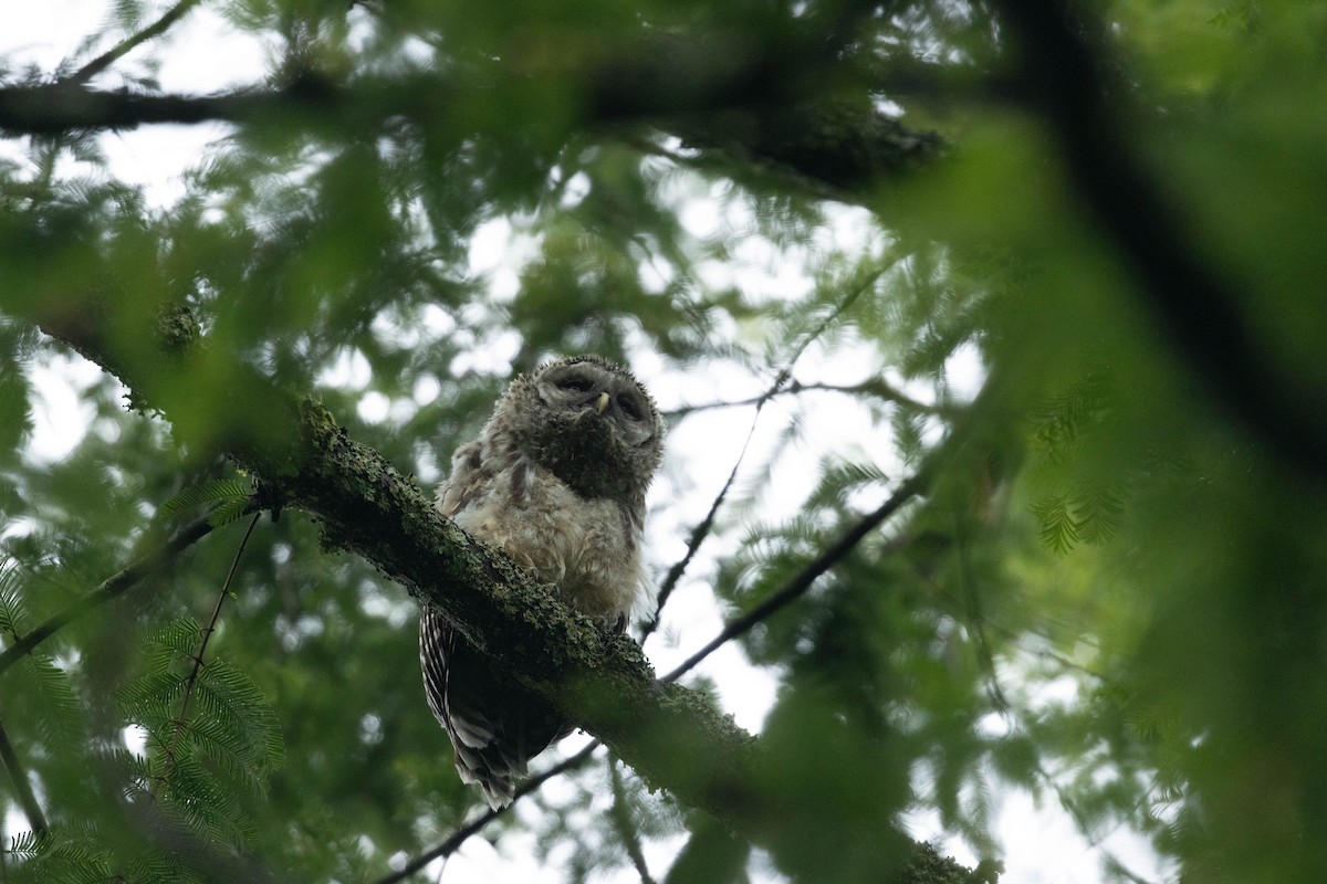 Barred Owl - ML647735598