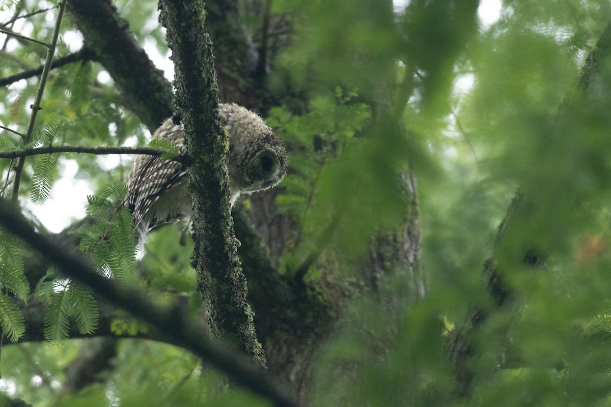 Barred Owl - ML647735599