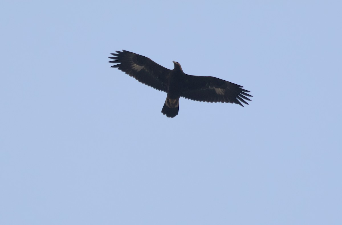 Golden Eagle - ML647735600