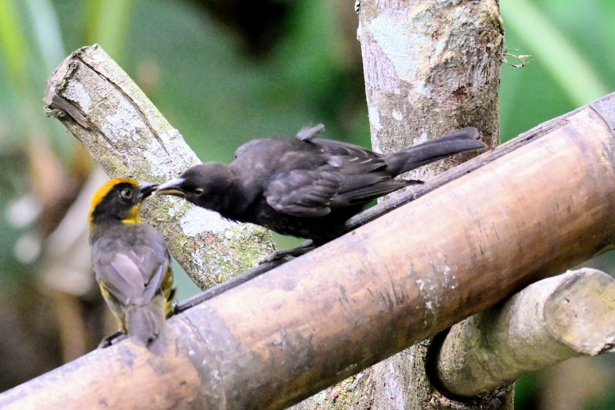 Scrub Blackbird - ML647735601