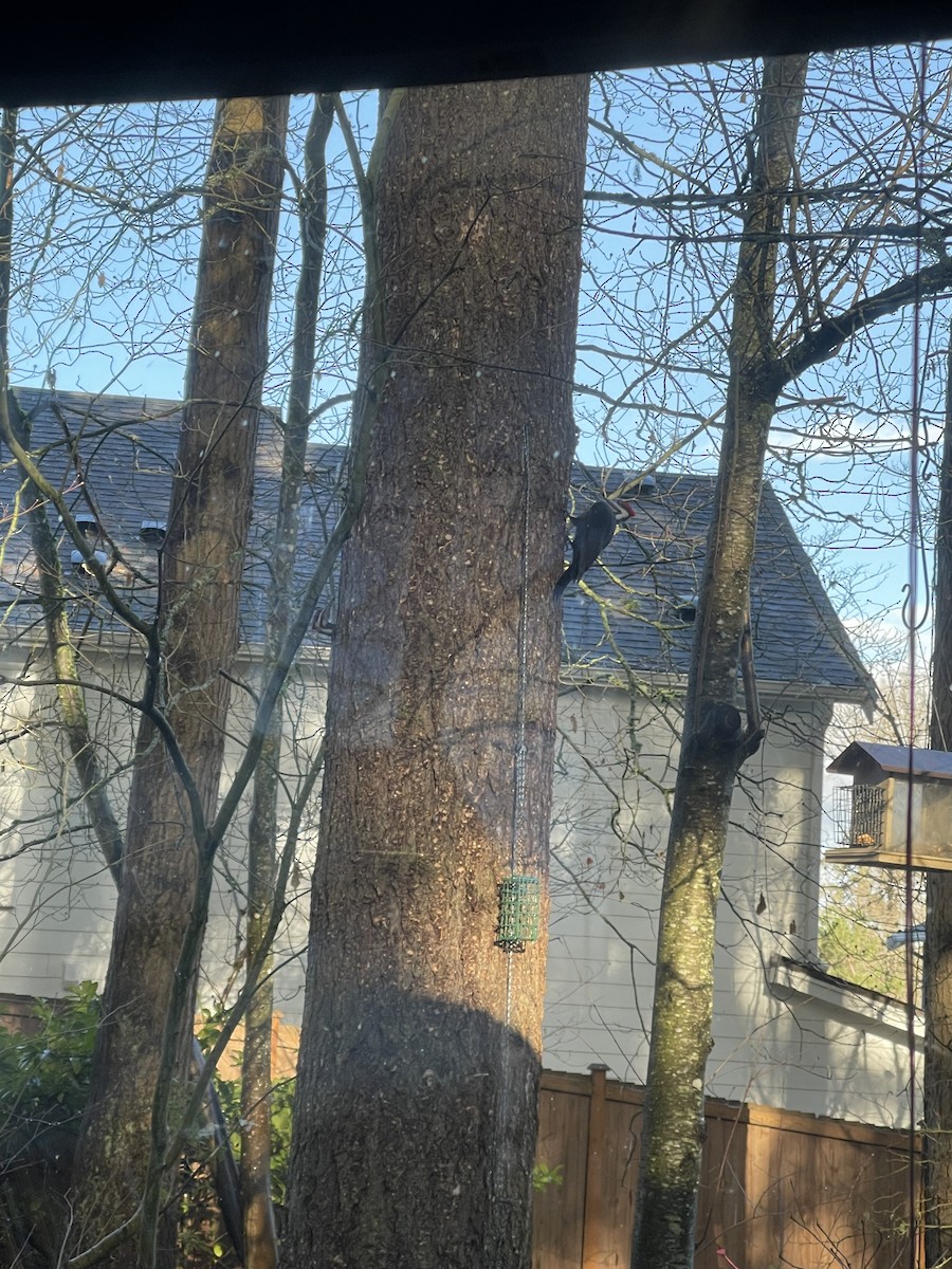 Pileated Woodpecker - ML647735602