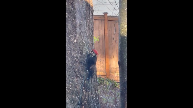 Хохлатая желна - ML647735603