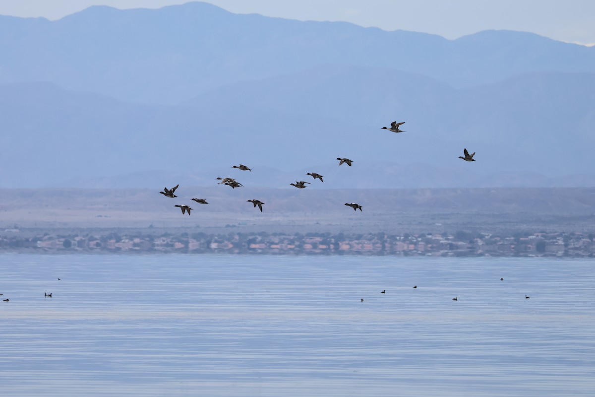 Northern Pintail - ML647735604