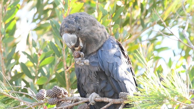 Какатоїс буроголовий - ML647735622