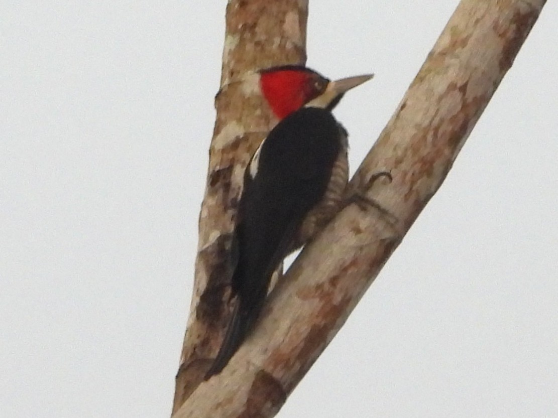 Crimson-crested Woodpecker - ML647735634