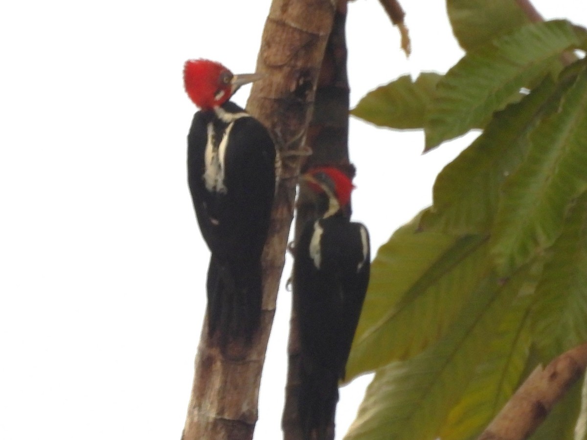 Crimson-crested Woodpecker - ML647735635