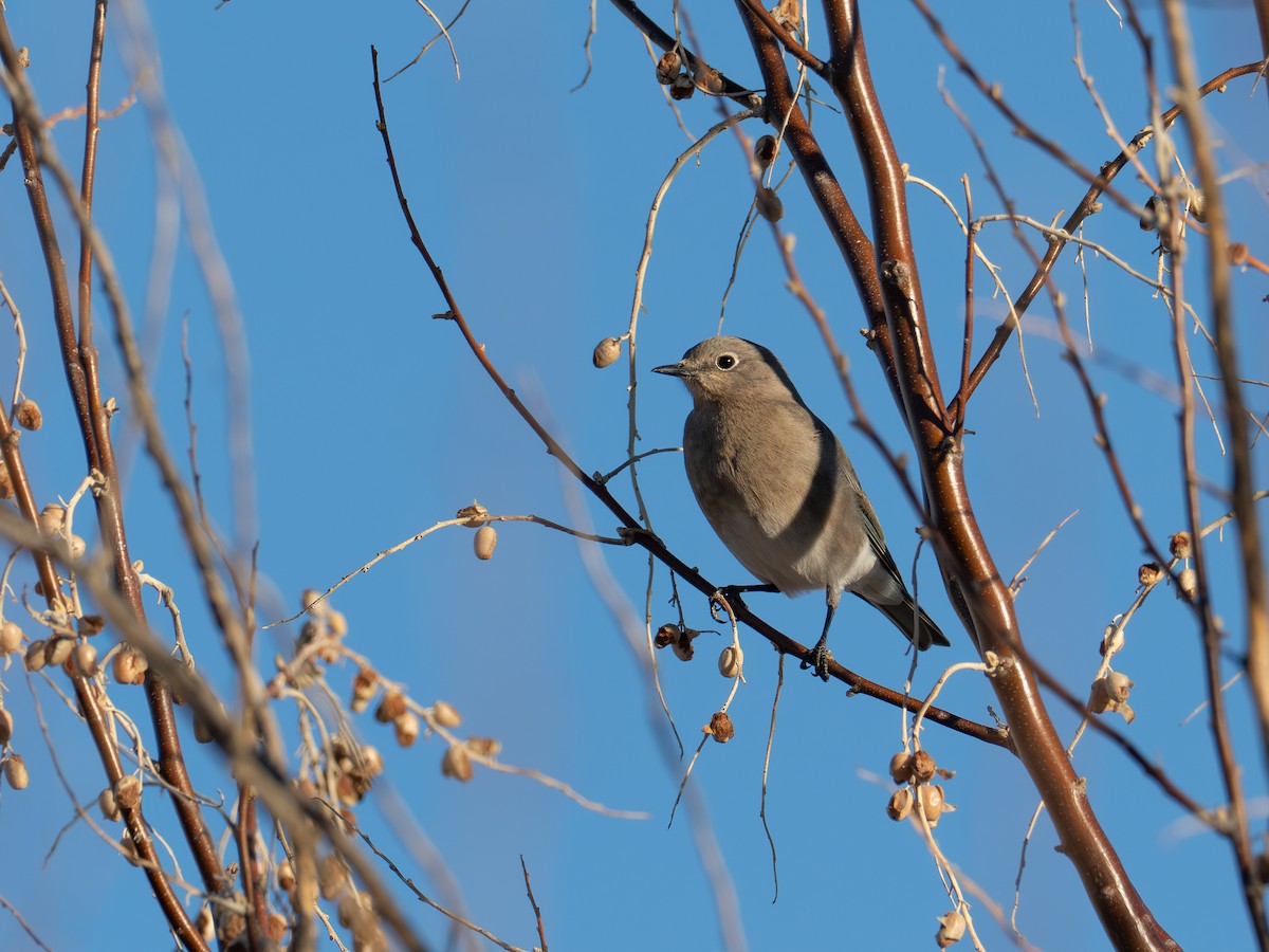 Mountain Bluebird - ML647735644