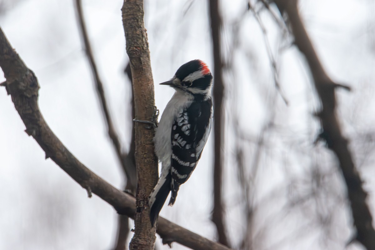Downy Woodpecker - ML647735646