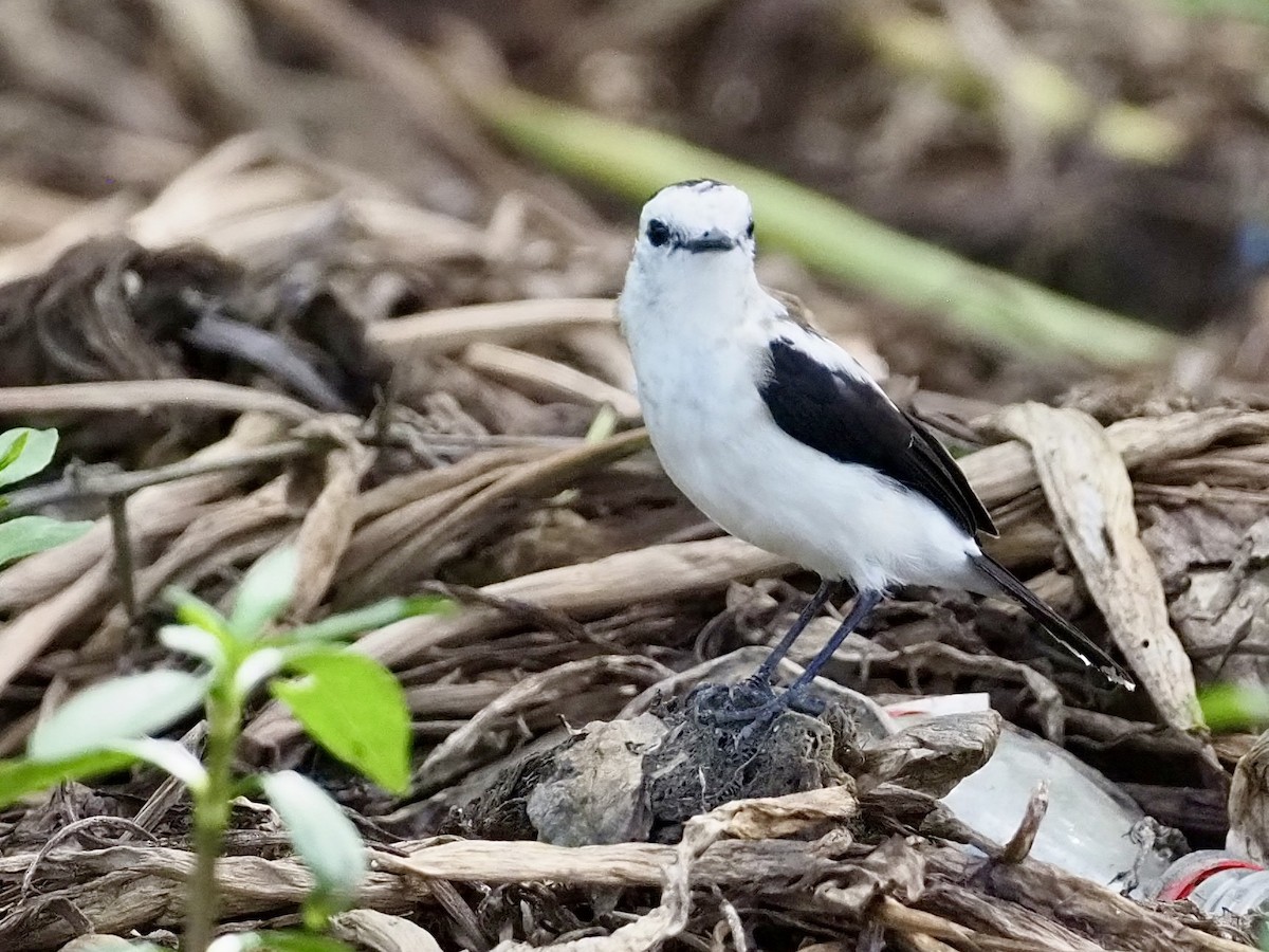 Pied Water-Tyrant - ML647735650