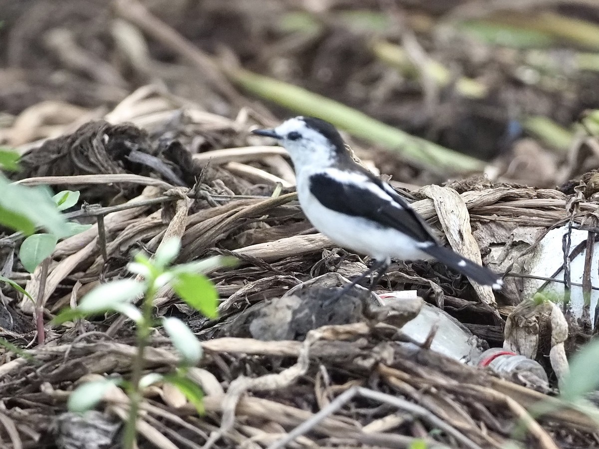 Pied Water-Tyrant - ML647735651