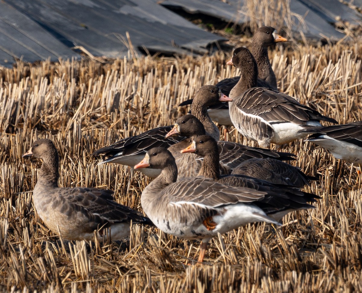 Greater White-fronted Goose - ML647735652