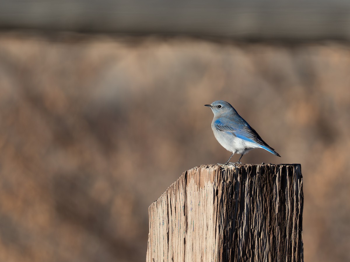 Mountain Bluebird - ML647735653