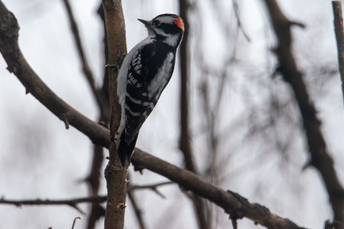 Downy Woodpecker - ML647735654