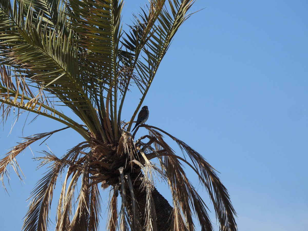 American Kestrel - ML647735655