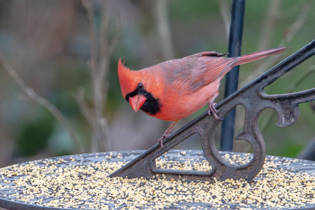 Northern Cardinal - ML647735656
