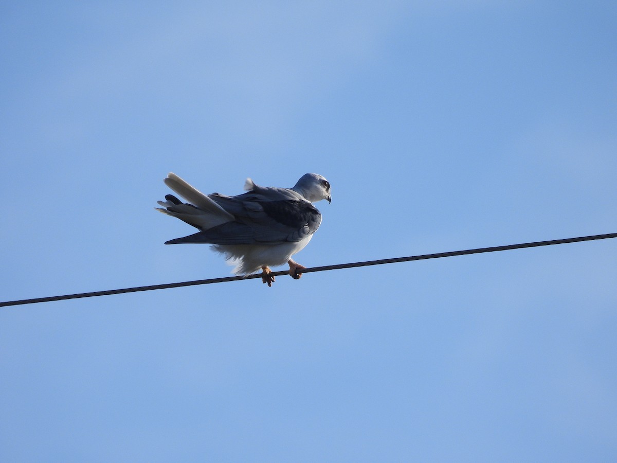 White-tailed Kite - ML647735657