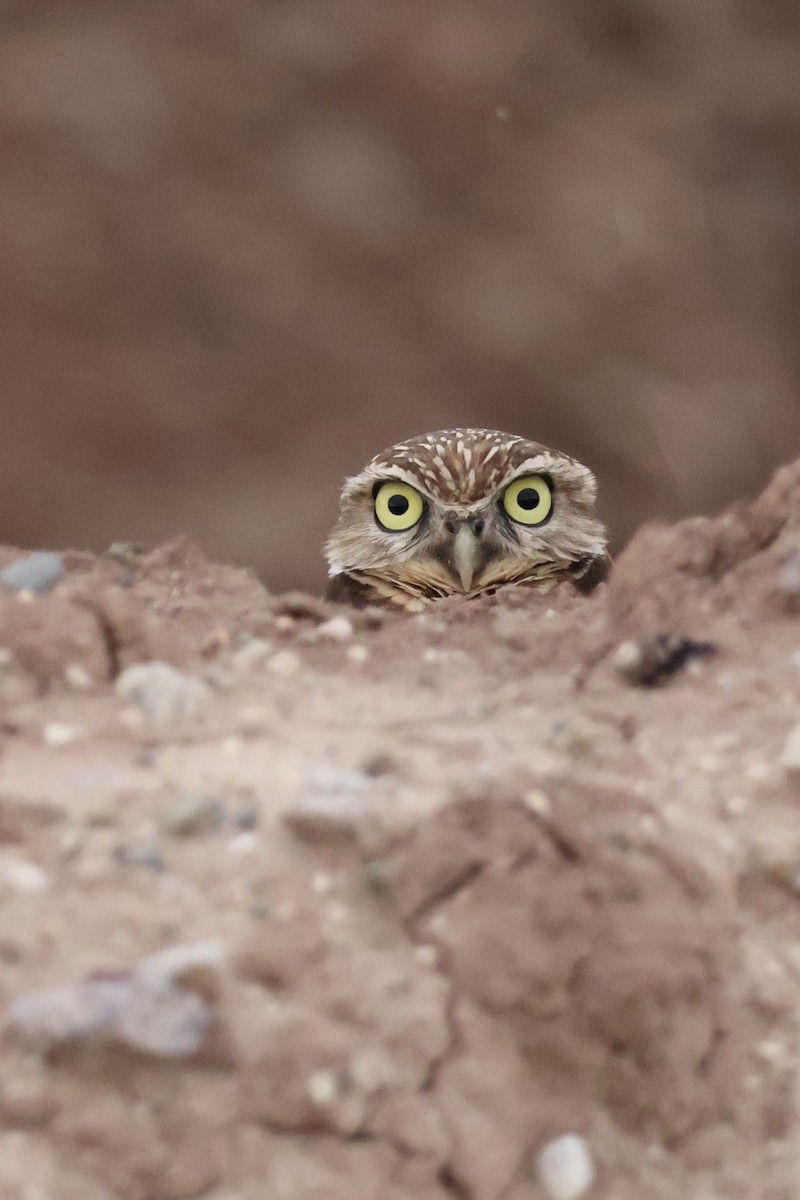 Burrowing Owl - ML647735658