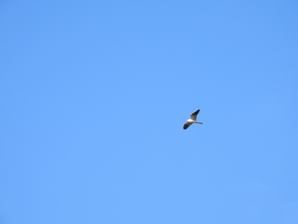 White-tailed Kite - ML647735659