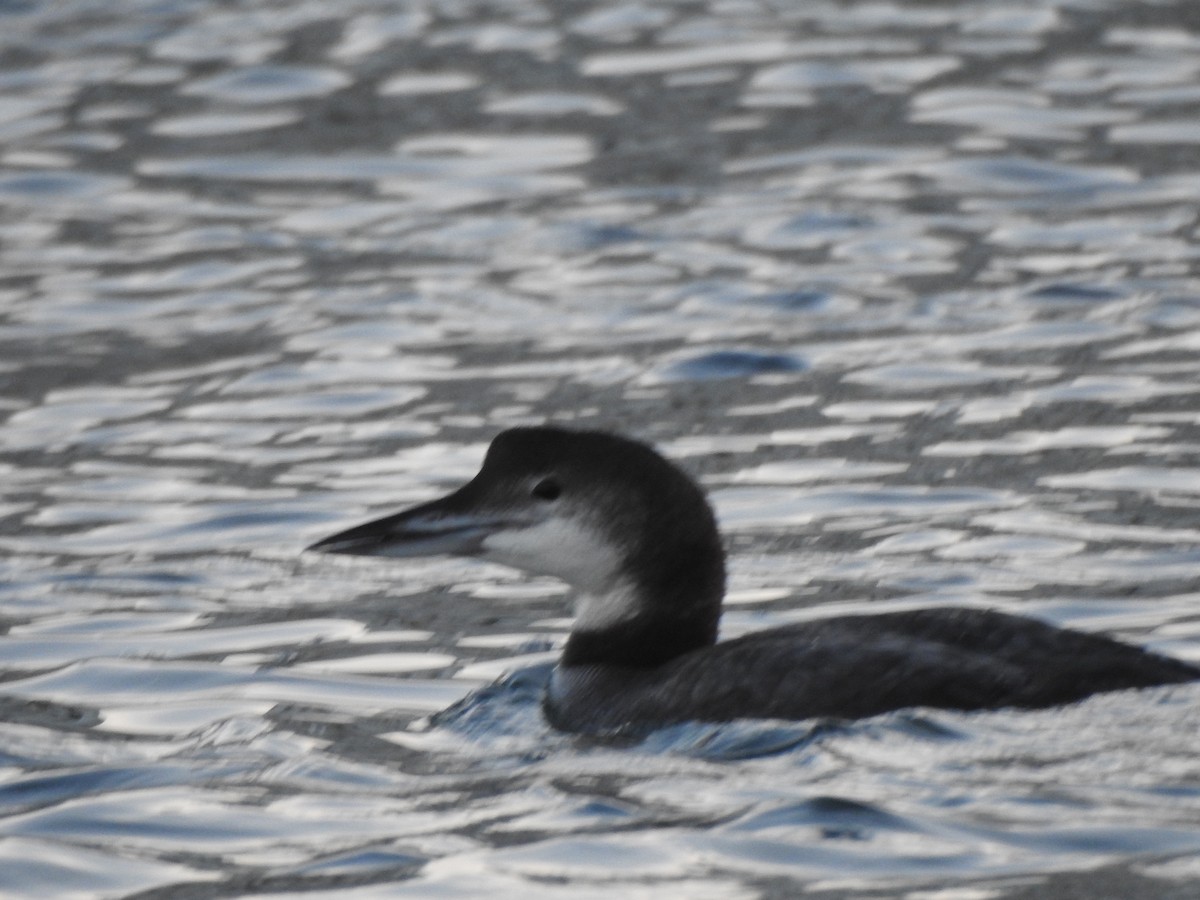 Common Loon - ML647735660