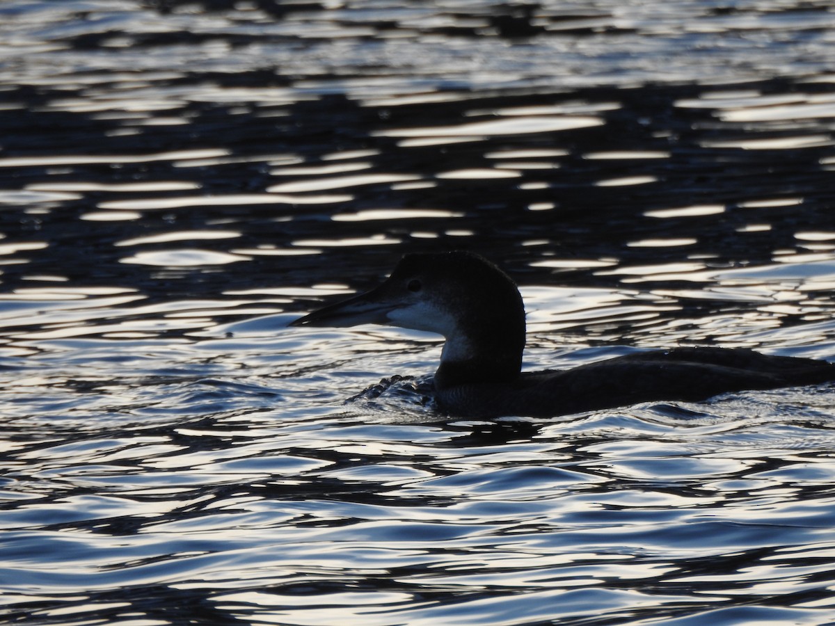 Common Loon - ML647735661