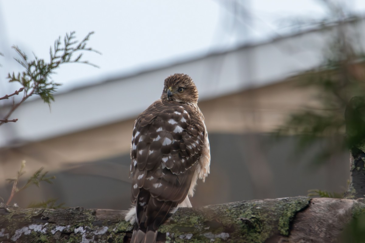 Cooper's Hawk - ML647735662