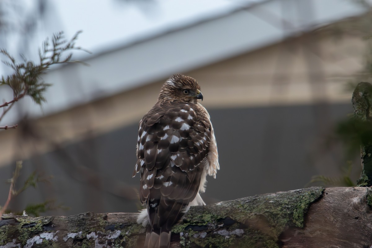 Cooper's Hawk - ML647735663