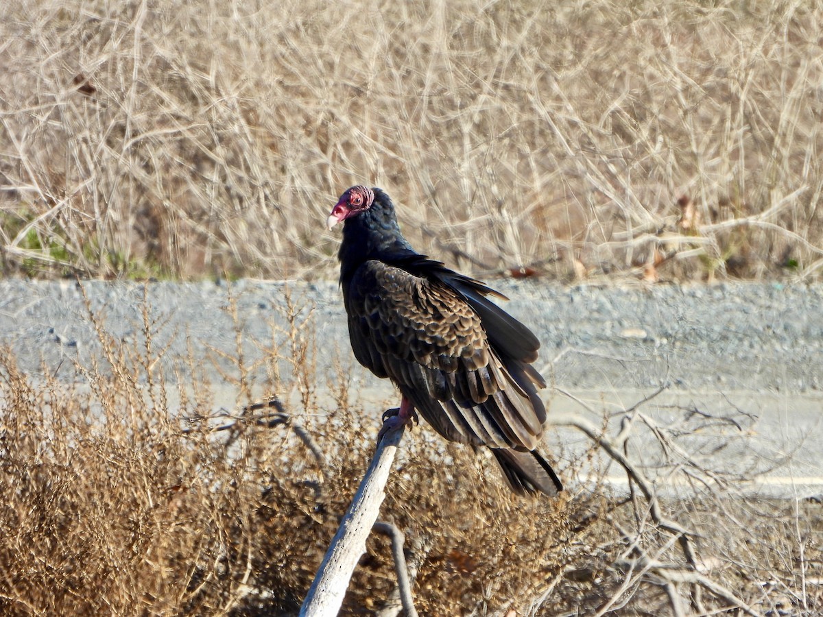 Turkey Vulture - ML647735664